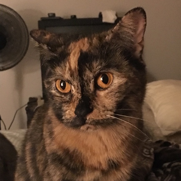 Meet your Posher, Tambra - Picture 4 of 8